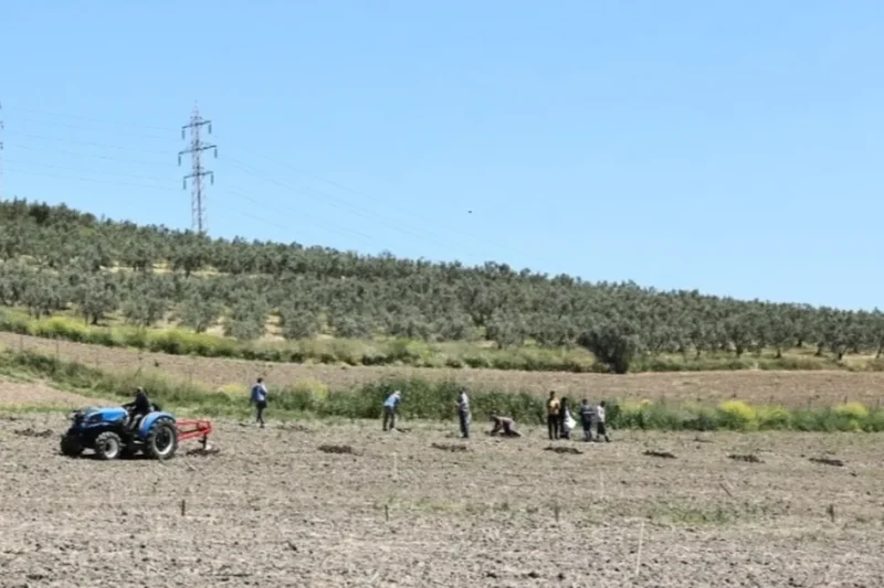 Bursa Nilüfer’den Konaklı’ya 800 zeytin fidanı