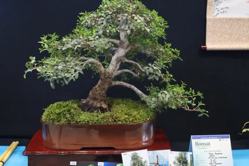 Kocaeli’de sanat tutkunları bonsai sanatı ile tanıştı