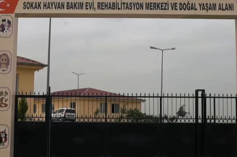 Siirt’te sokak hayvanları için dev proje